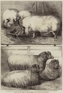 Prize Pigs and Sheep at the Smithfield Club Cattle Show by Harrison William Weir